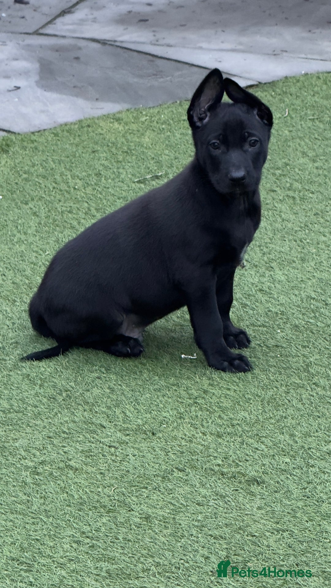Belgian Shepherd Dog dogs for sale: 15 week old dutch herder male - Advert 5