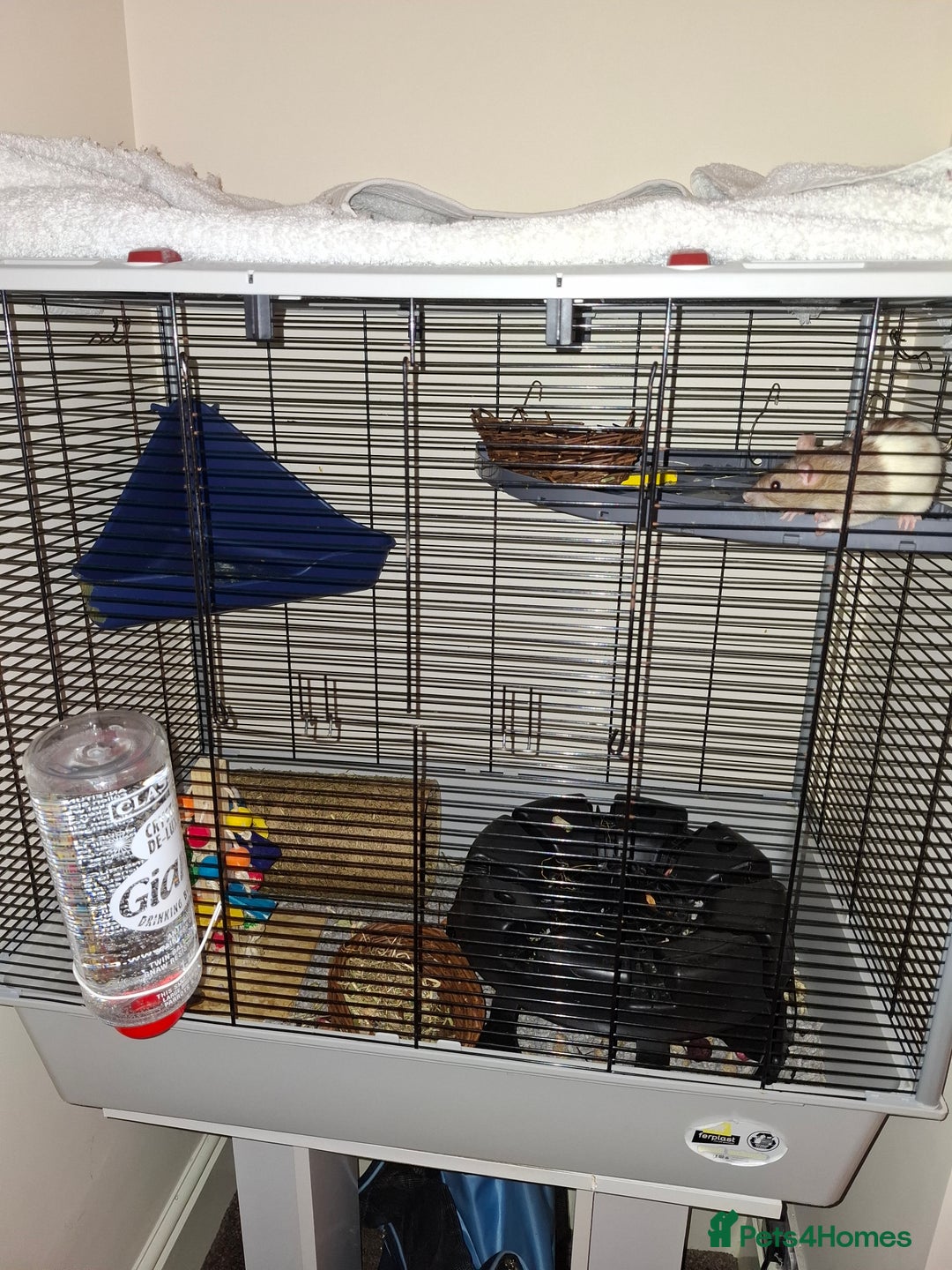 Rat rodents for sale: 2 Lovely Female Rats For Sale (Full Setup) - Advert 3