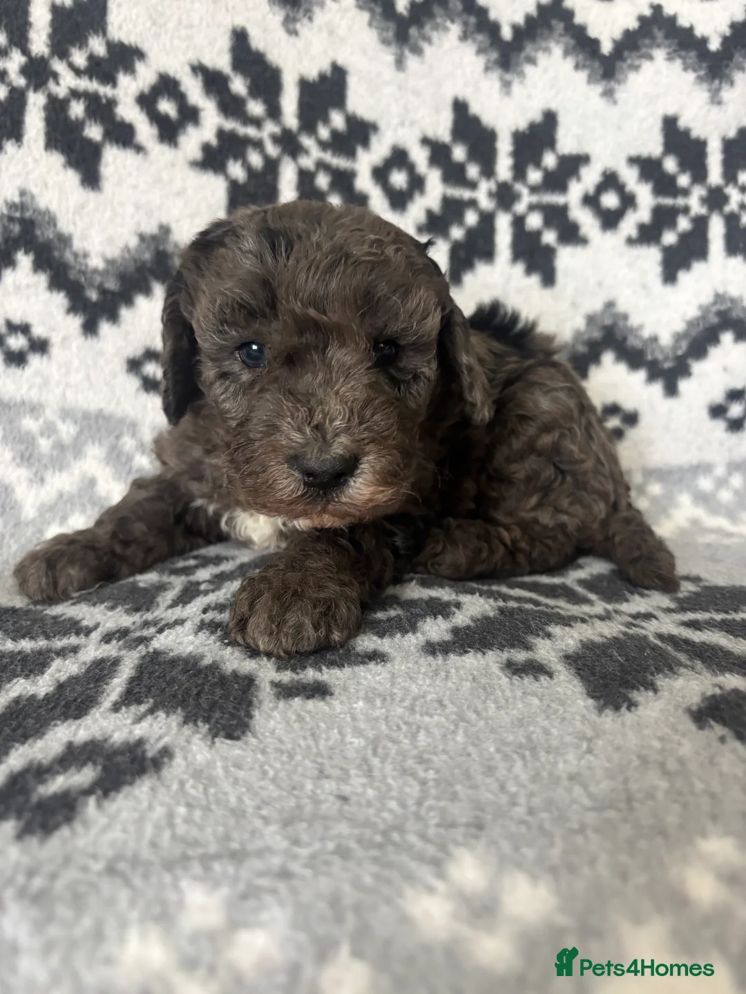 Cavapoochon dogs for sale: Cavapoochons Puppies Heath Tested Unique Colours - Advert 1