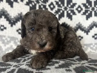 Cavapoochon dogs Cavapoochons Puppies Heath Tested Unique Colours - Advert 3