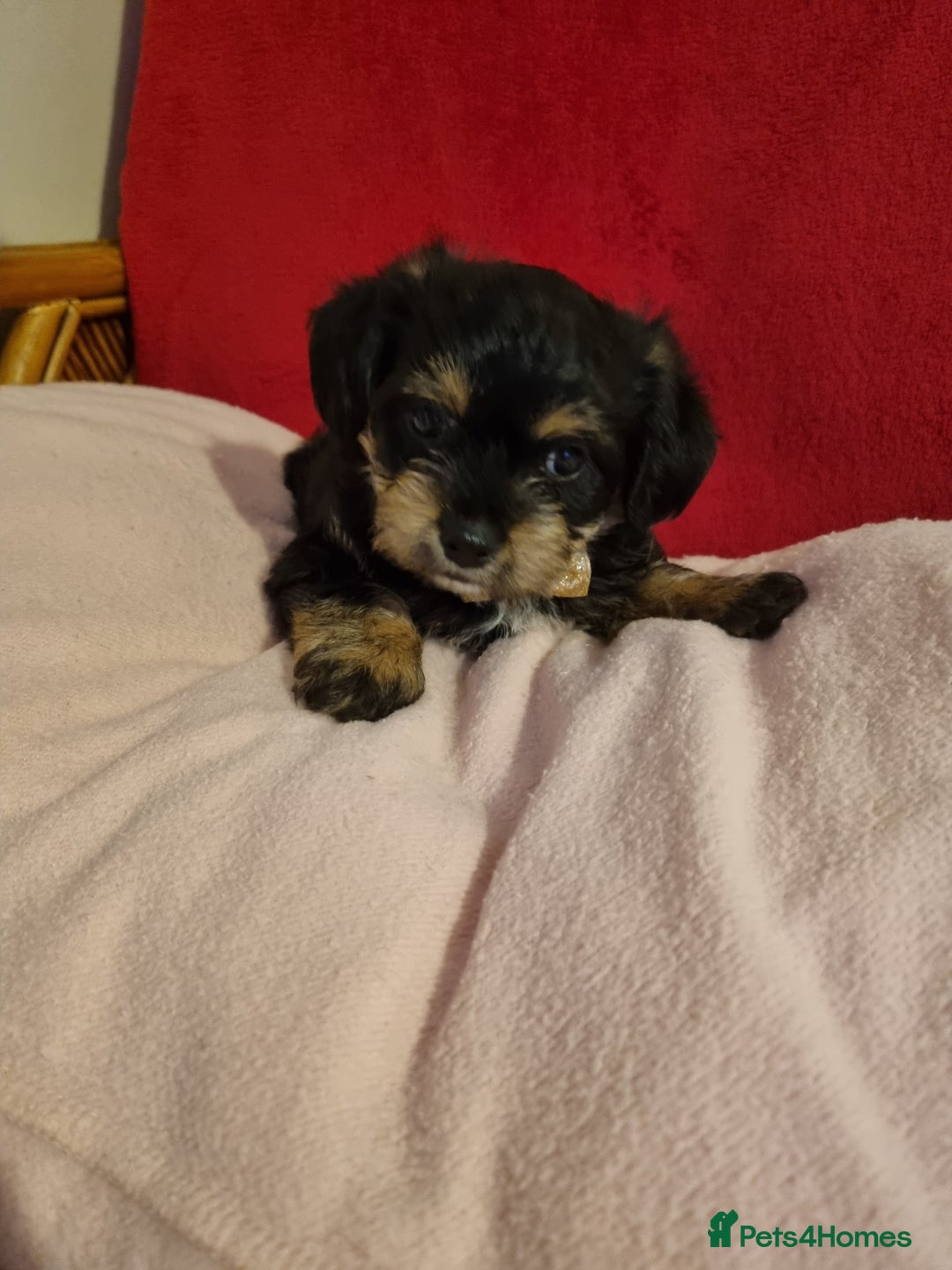 Bichon Frise dogs for sale: 2 Bichon puppies for sale  - Image 4