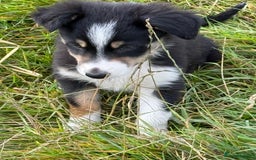 Border Collie dogs for sale: Gorgeous collie puppies  - Image 6