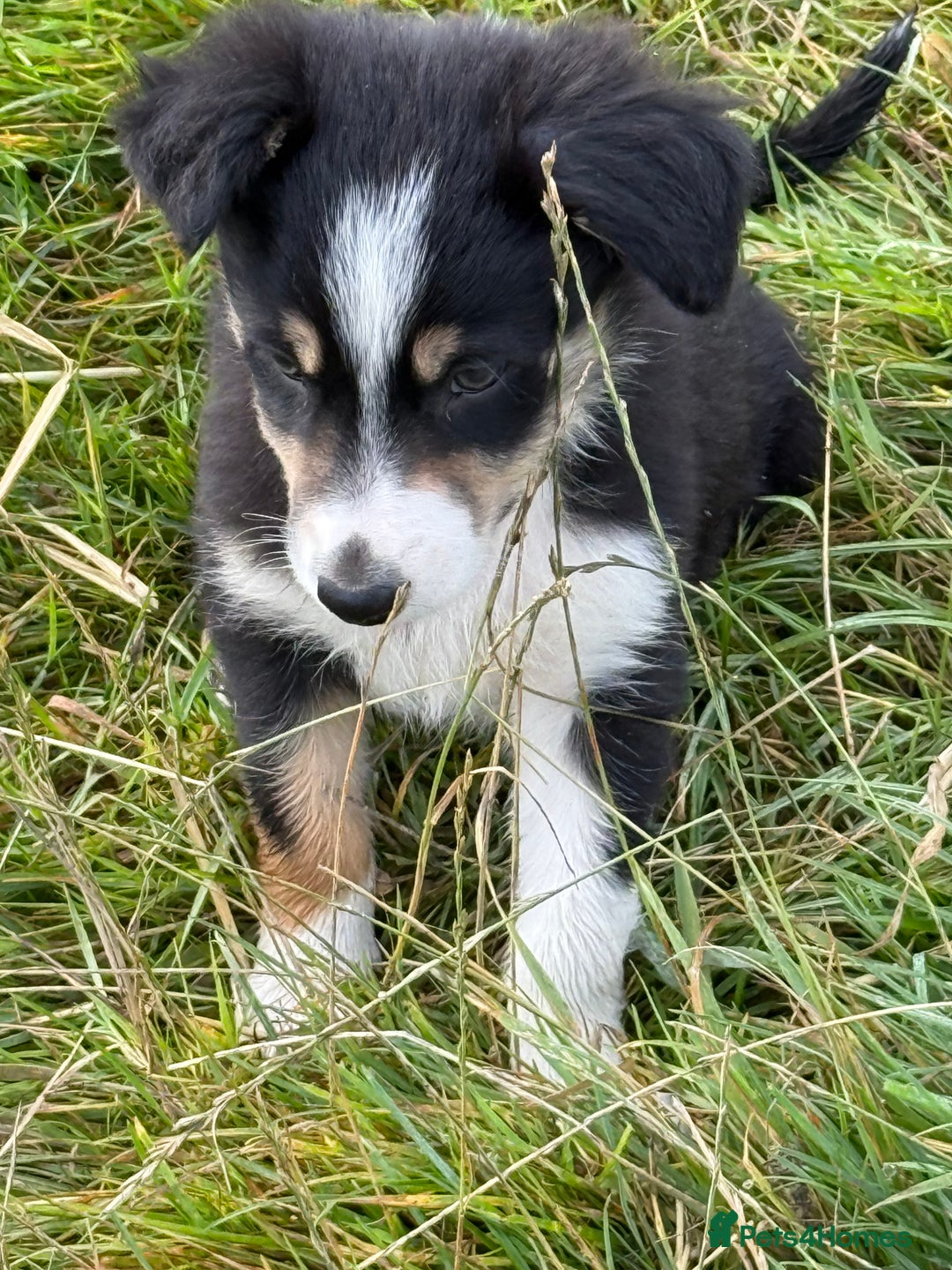 Border Collie dogs for sale: Gorgeous collie puppies  - Image 6