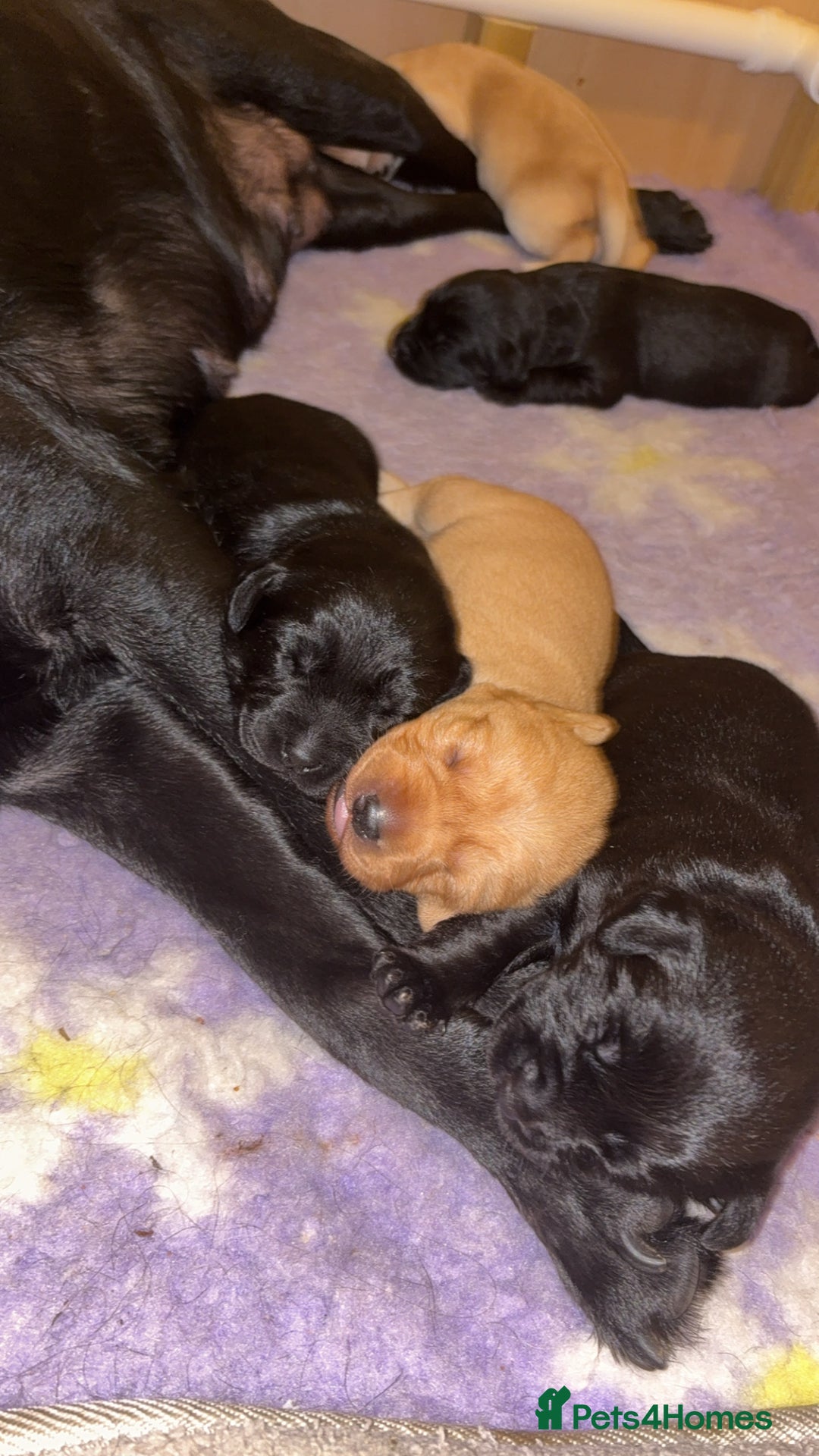Labrador Retriever dogs for sale: Labrador puppies.  - Advert 20