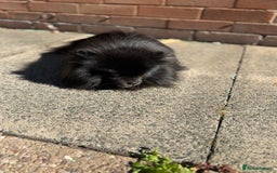 Pomeranian dogs for sale: Adorable Black Pomeranian  - Image 5