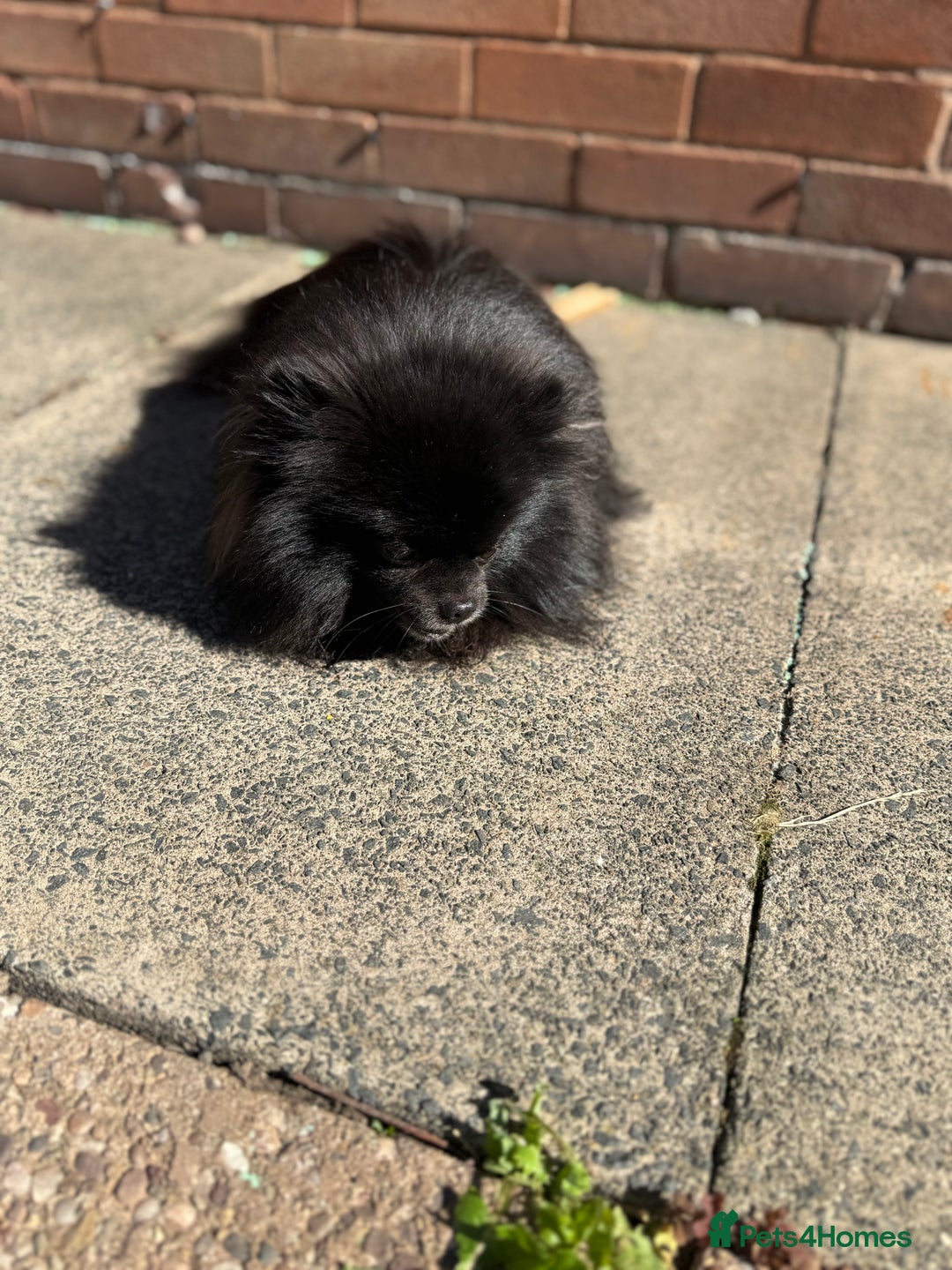 Pomeranian dogs for sale: Adorable Black Pomeranian  - Image 5