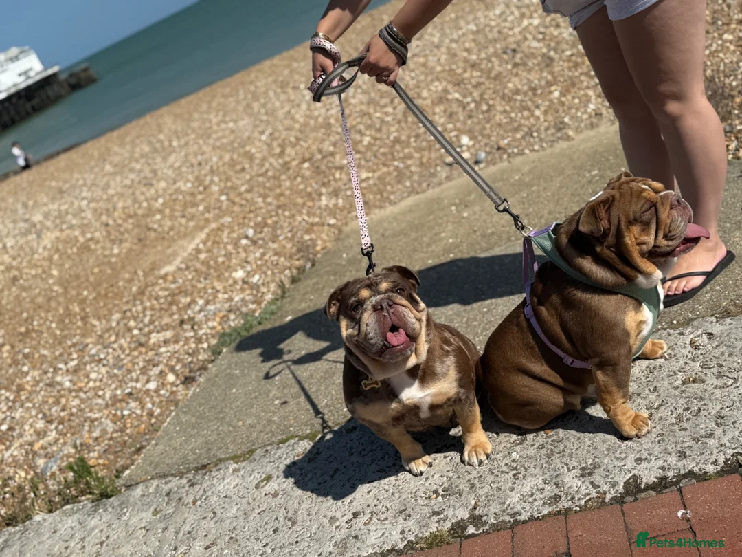English Bulldog dogs for sale: Beautiful English Bulldog Pups!!! in Stratford-upon-Avon - Advert 2