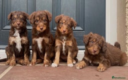 Bordoodle dogs for sale: OUTSTANDING *TRI COLOUR* MINIATURE BORDOODLES - Image 1