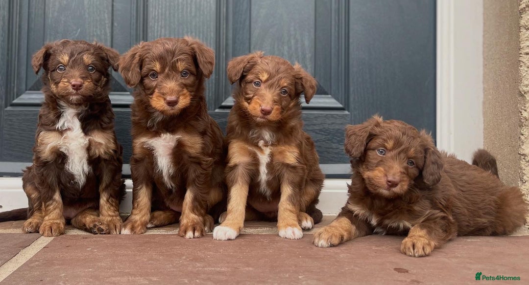 Bordoodle dogs for sale: OUTSTANDING *TRI COLOUR* MINIATURE BORDOODLES - Image 1