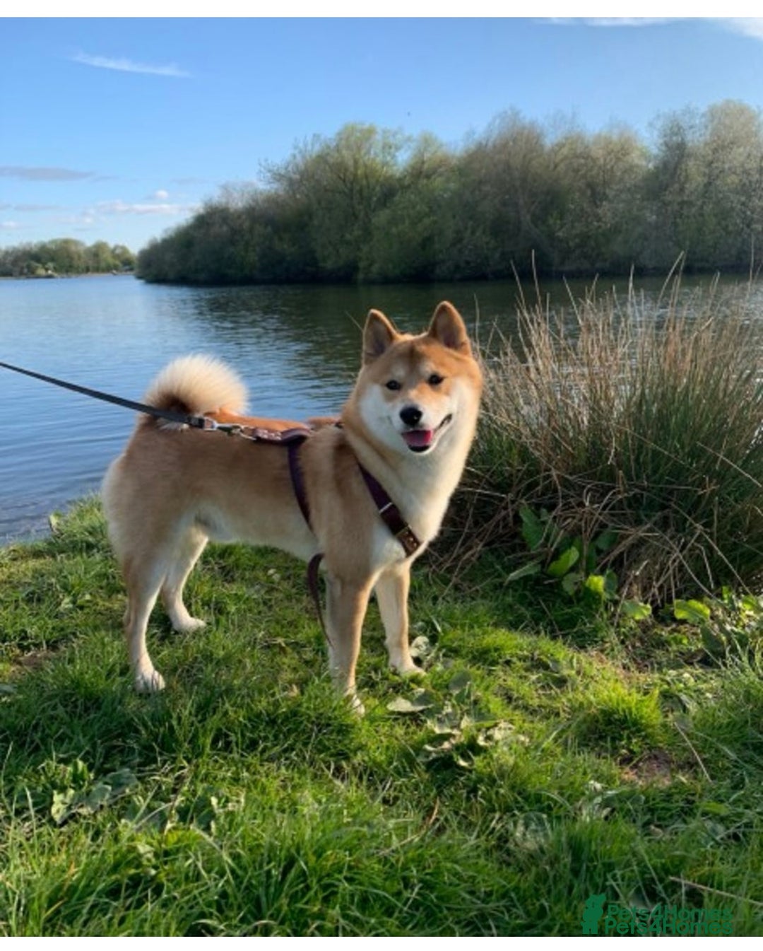 Japanese Shiba Inu dogs for sale: Beautiful KC Reg Japanese Shiba Inu Puppies - Image 6