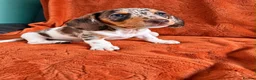 Miniature Dachshund dogs for sale:  Mini dachshunds female  - Advert 10