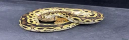 Python Snake reptiles for sale: Ball pythons for sale  - Advert 8