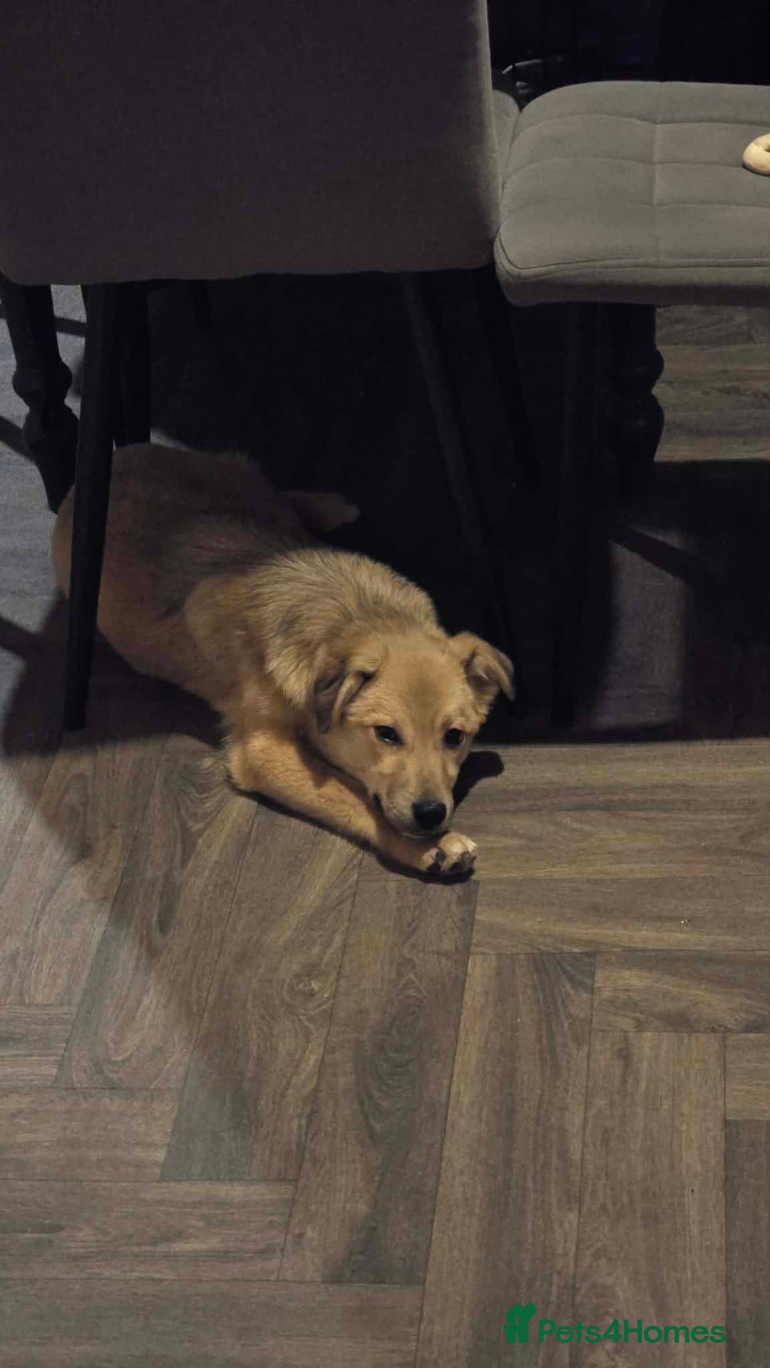 Mixed Breed dogs for adoption: Aramis for adoption - Advert 6