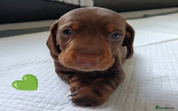Miniature Dachshund dogs for sale: 2 Beautiful Mini Dachshunds Boys🩵💚 - Image 12