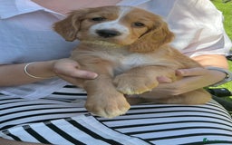 Sprocker dogs for sale:  Sprocker spaniel puppies - Ready Soon ! - Image 19