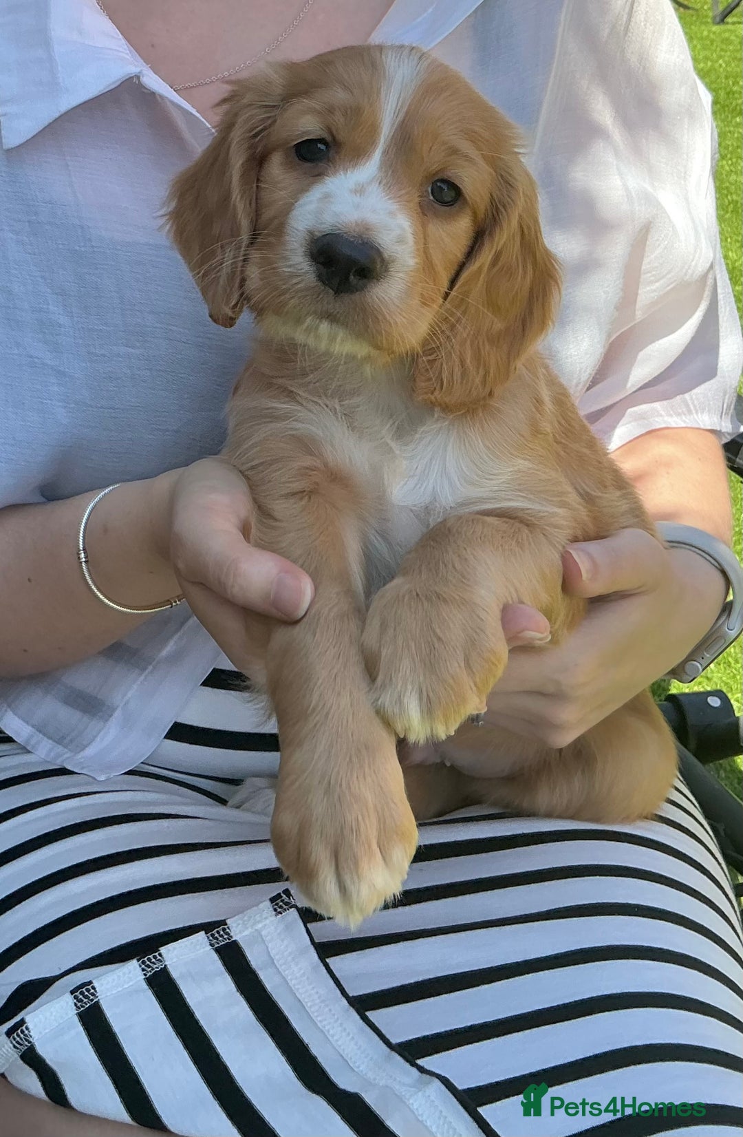 Sprocker dogs for sale:  Sprocker spaniel puppies - Ready Soon ! - Image 19