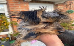 Yorkshire Terrier dogs for sale: Adorable miniature Yorkshire terrier - Image 3