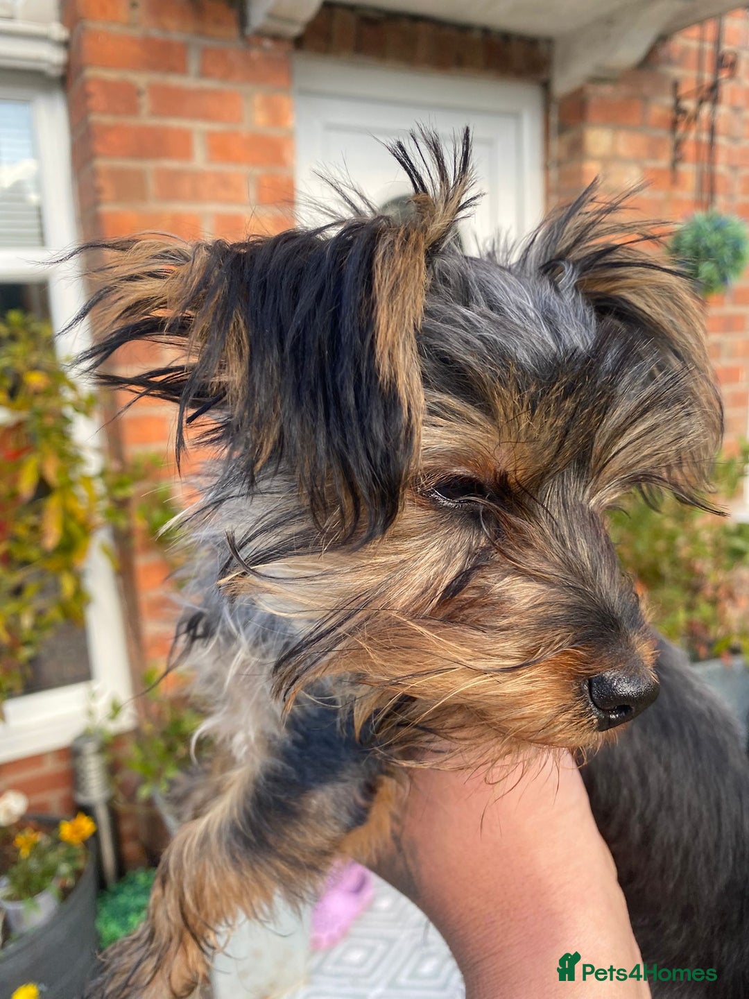 Yorkshire Terrier dogs for sale: Adorable miniature Yorkshire terrier - Image 3
