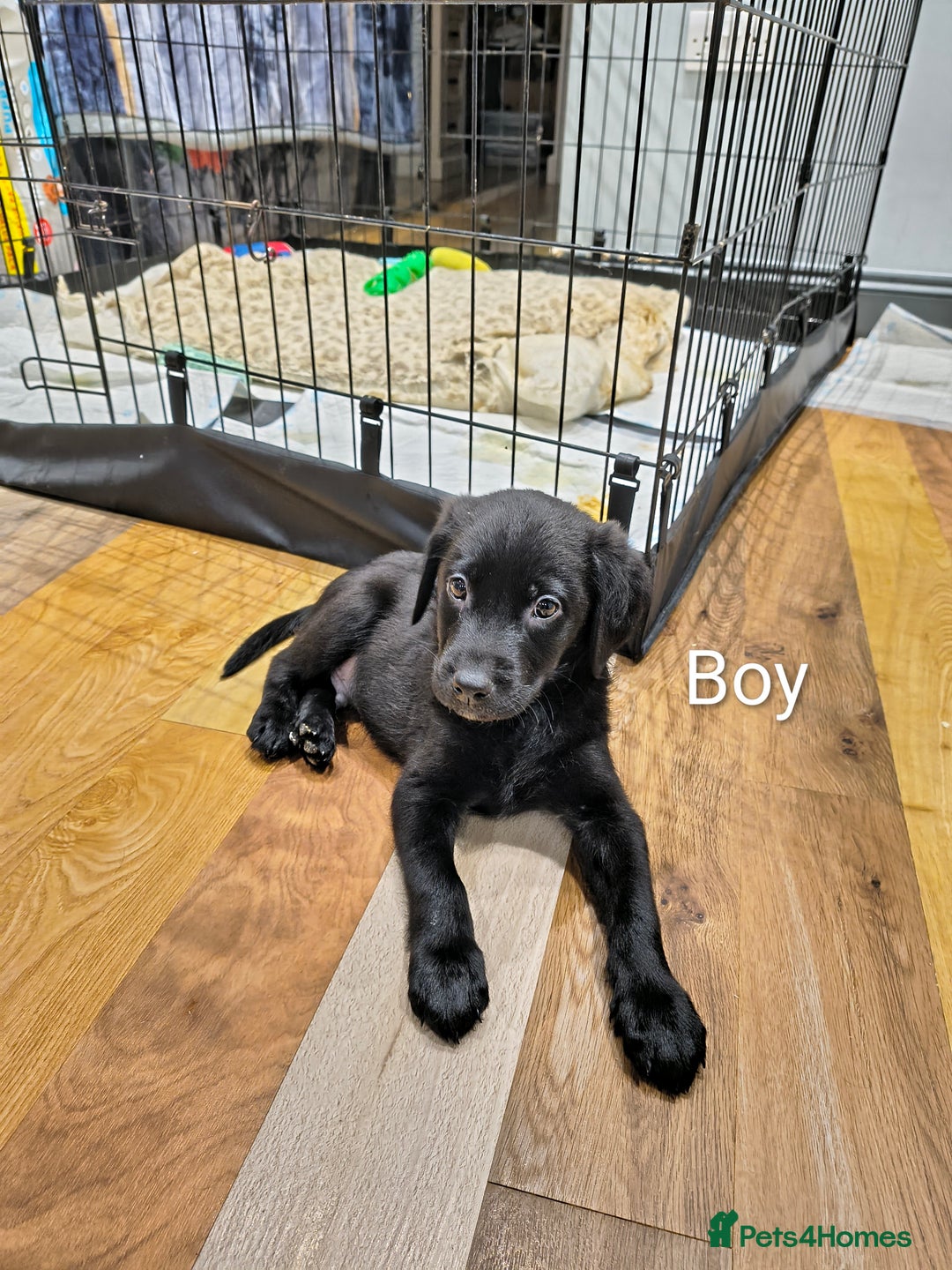 Labrador Retriever dogs for sale: Labrador  - Advert 2