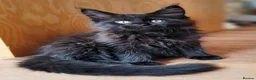 Maine Coon cats for sale: Pure Maine Coon Kittens - Denis & Doris in Huddersfield - Advert 2