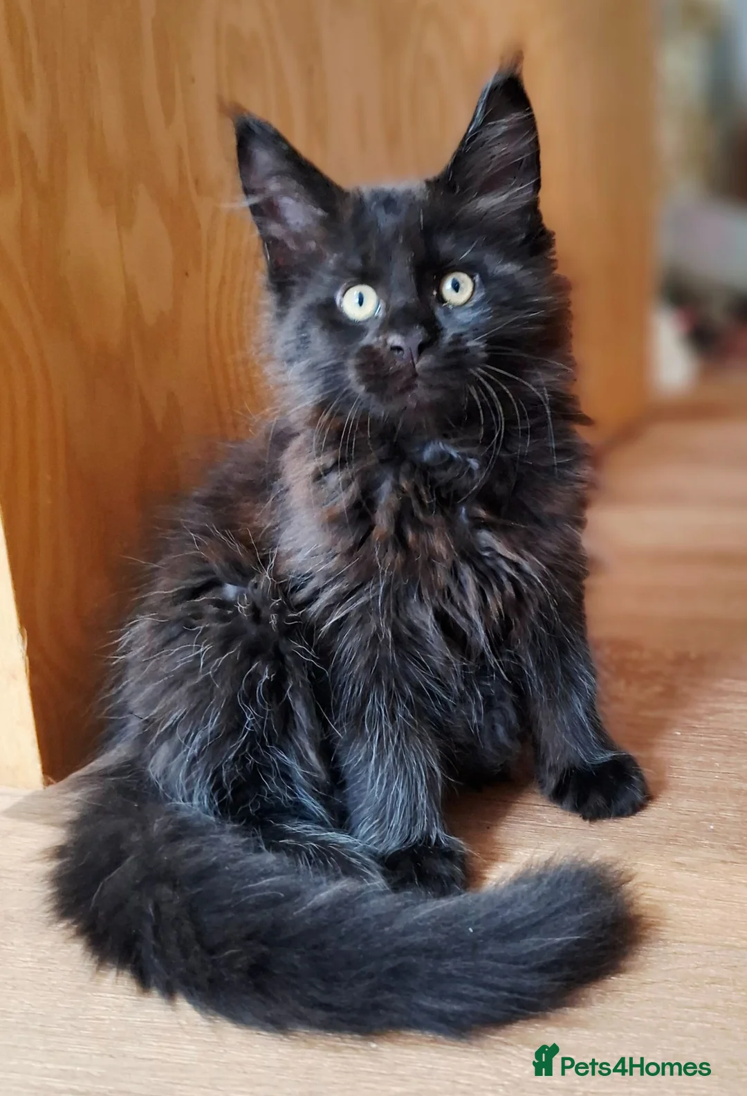 Maine Coon cats for sale: Pure Maine Coon Kittens - Denis & Doris in Huddersfield - Advert 2