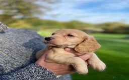 Cocker Spaniel dogs for sale: Beautiful KC Registered Cocker Spaniels - Image 3