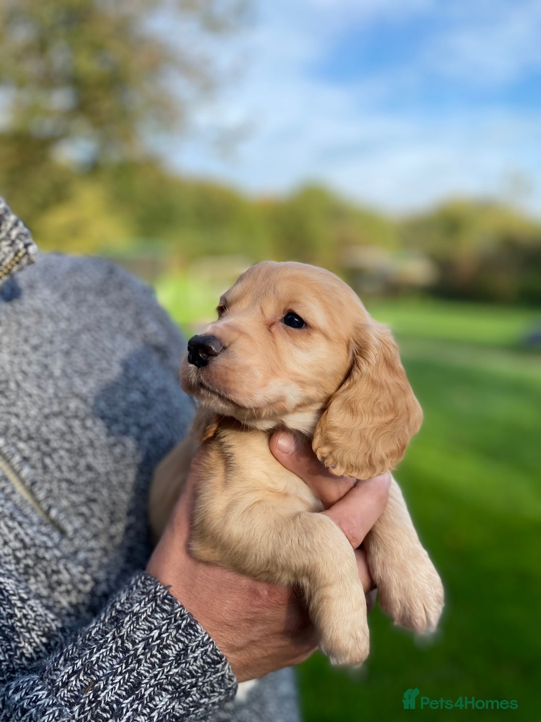 Cocker Spaniel dogs for sale: Beautiful KC Registered Cocker Spaniels - Image 3