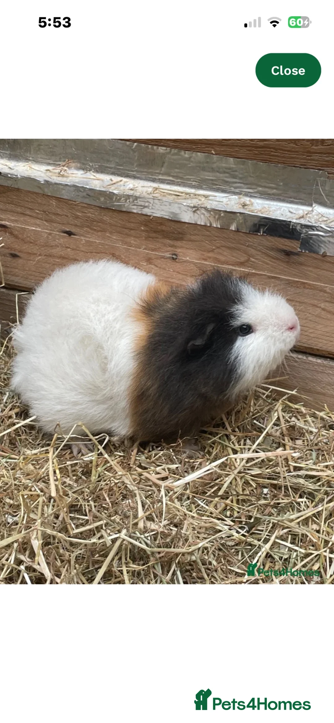 Guinea Pig rodents for sale: Cuddly boy  - Advert 1