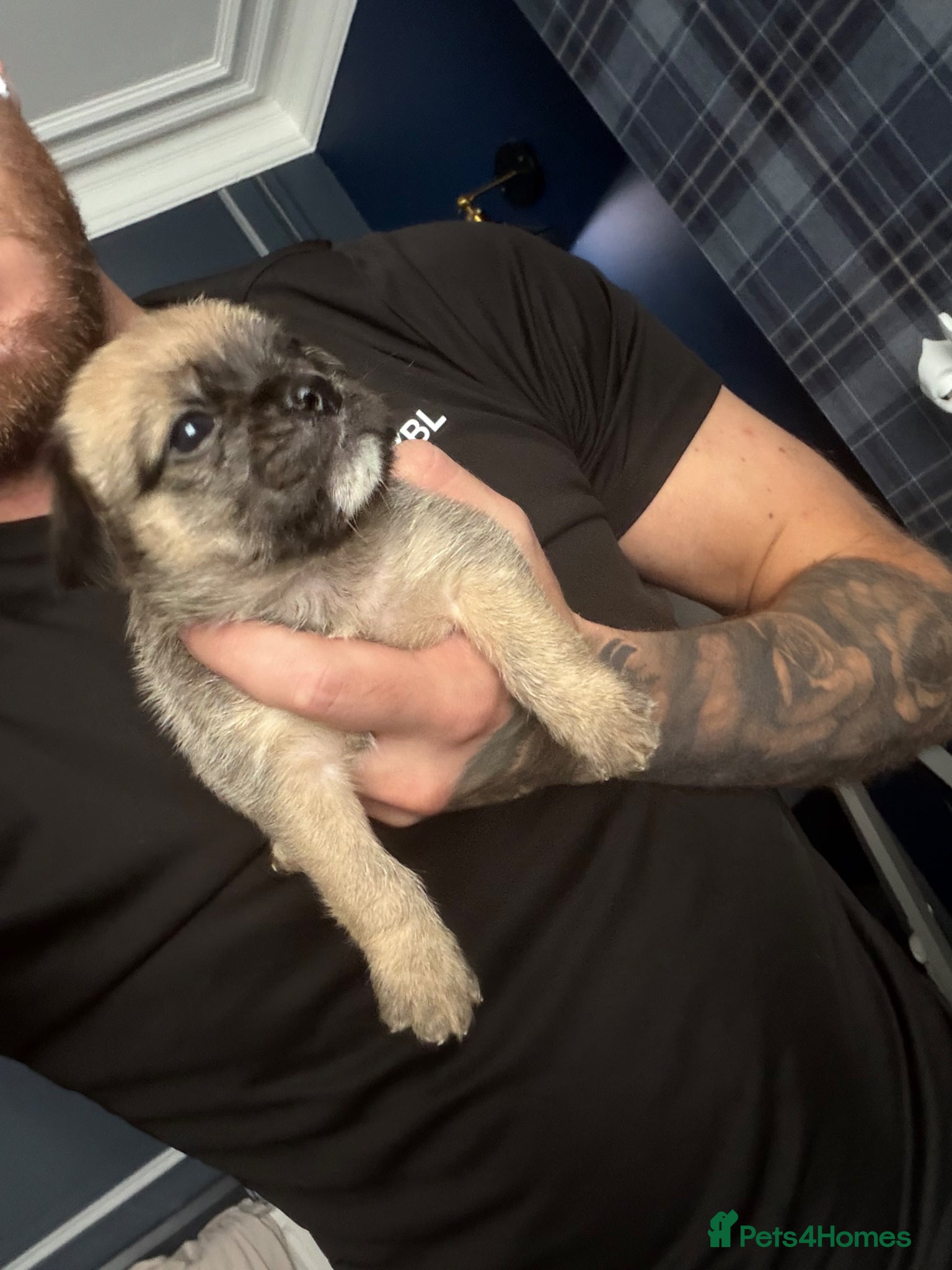 Mixed Breed dogs Beautiful Pug Cross Puppies  - Advert 14