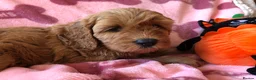 Cavapoo dogs for sale: Stunning red Cavapoo puppies  - Advert 15