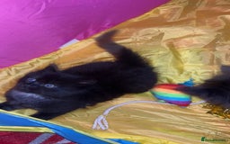 Mixed Breed cats for sale: Kittens for sale - Image 1