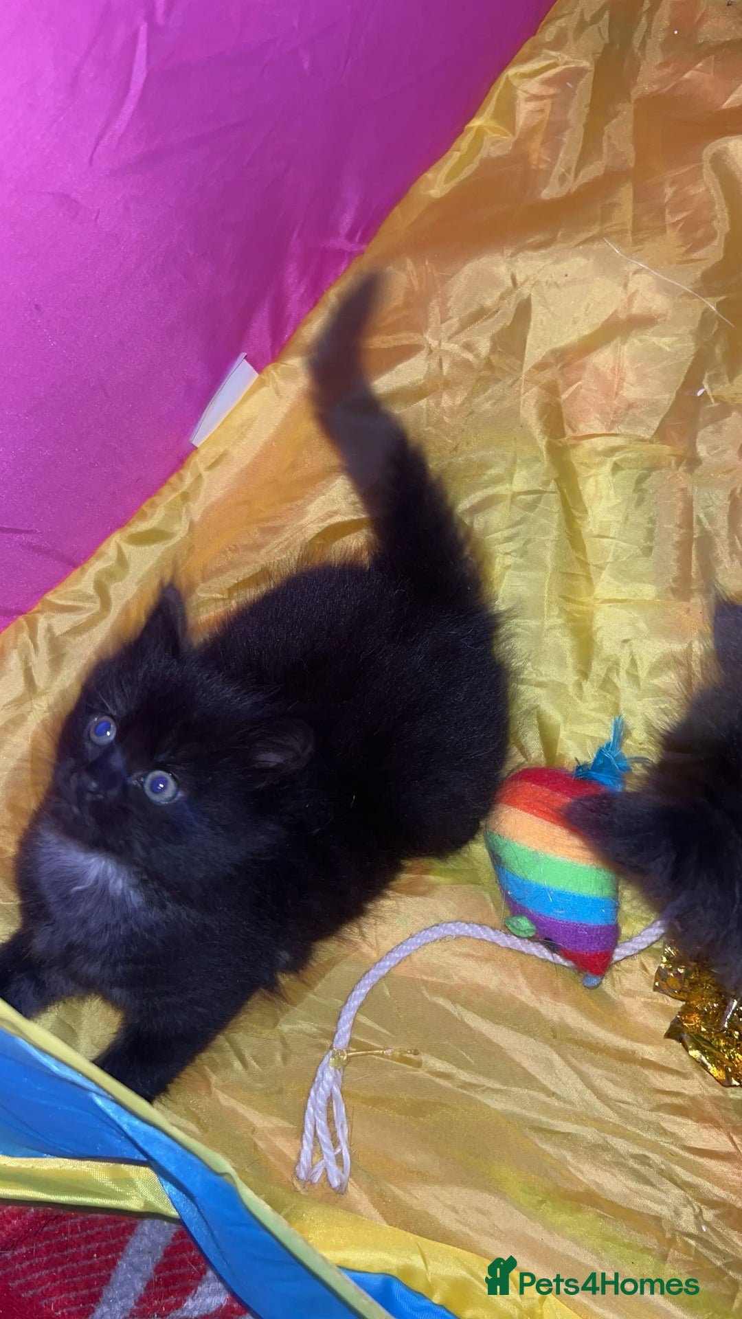 Mixed Breed cats for sale: Kittens for sale - Image 1