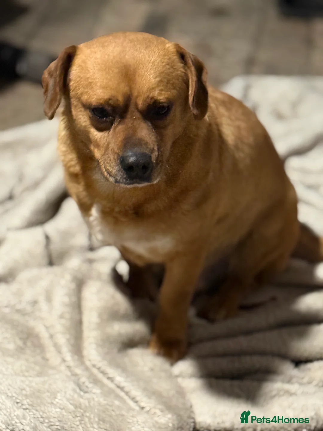 Mixed Breed dogs for adoption: Richie Looking For a Family  - Advert 6