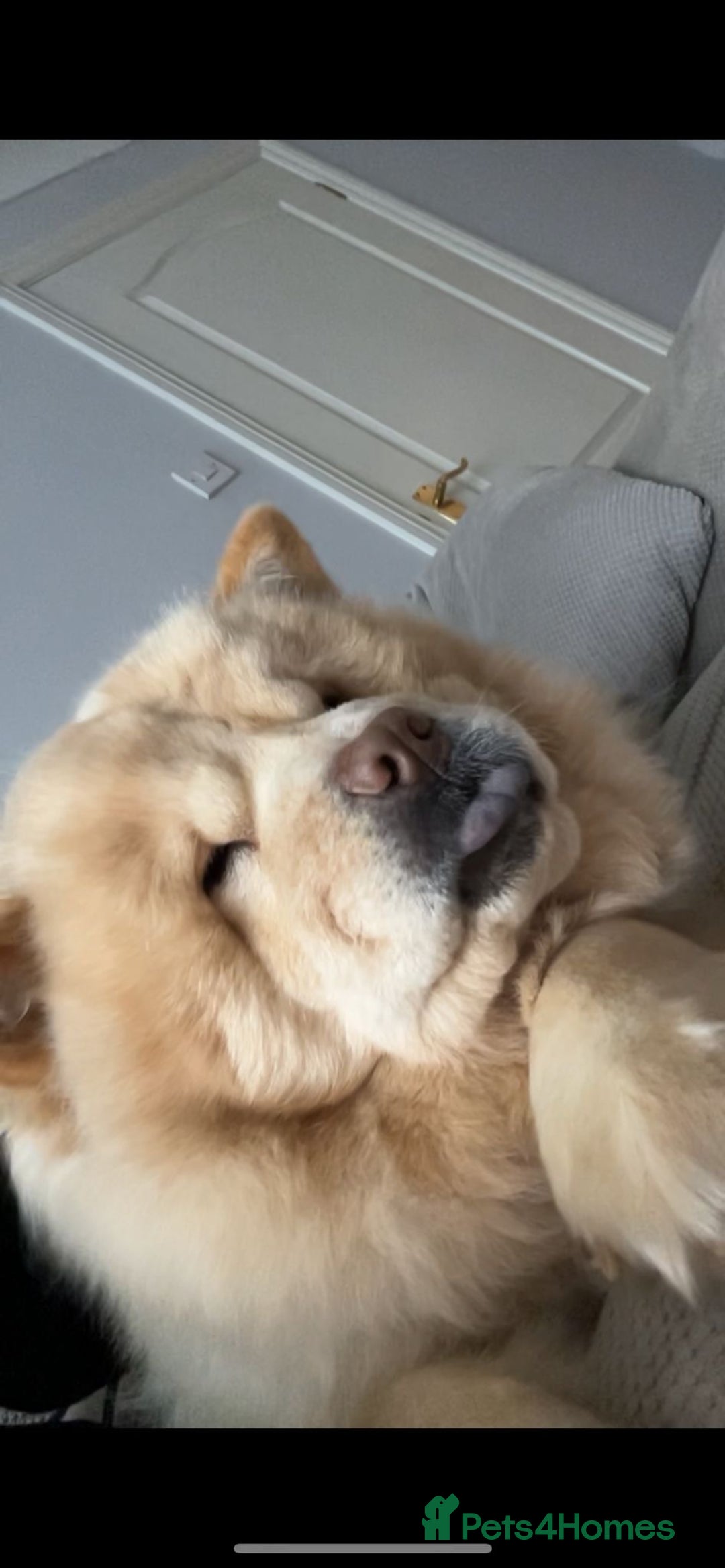 Mixed Breed dogs for sale: Darcy  - Advert 2