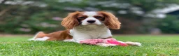 Cavalier King Charles Spaniel dogs for sale: Cavalier King Charles Spaniel KC Puppies - Advert 19