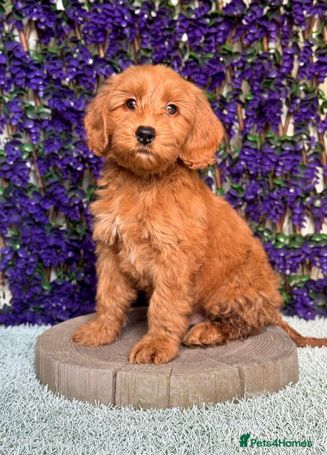 Australian Labradoodle dogs for sale: WALA Superior Australian Labradoodles-Remaining 2 - Advert 2