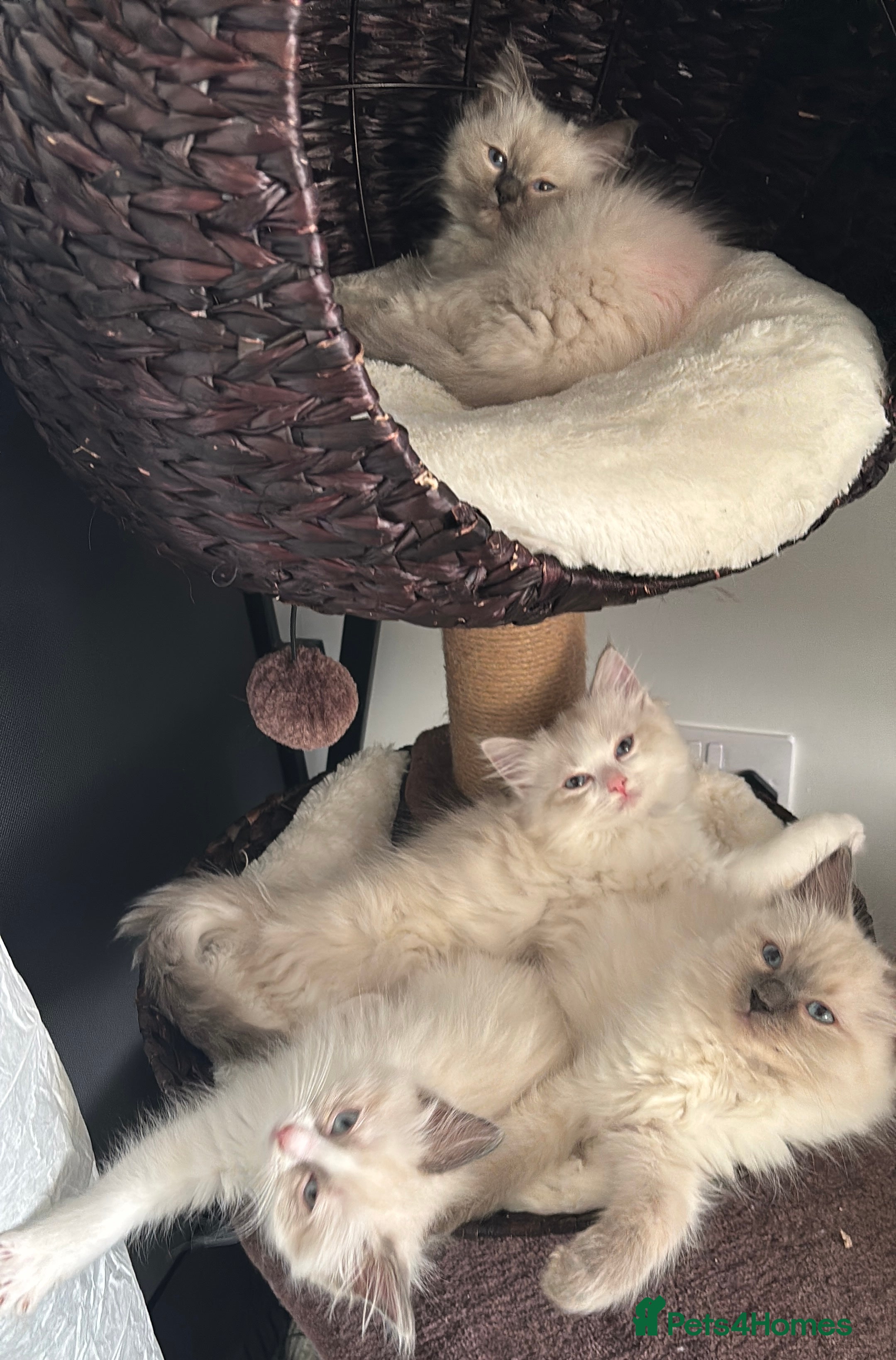 Ragdoll cats Gorgeous Ragdoll Kittens- Last 2 - Advert 7