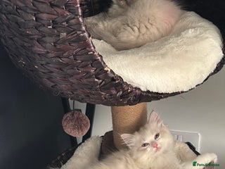 Ragdoll cats Gorgeous Ragdoll Kittens- Last 2 - Advert 1