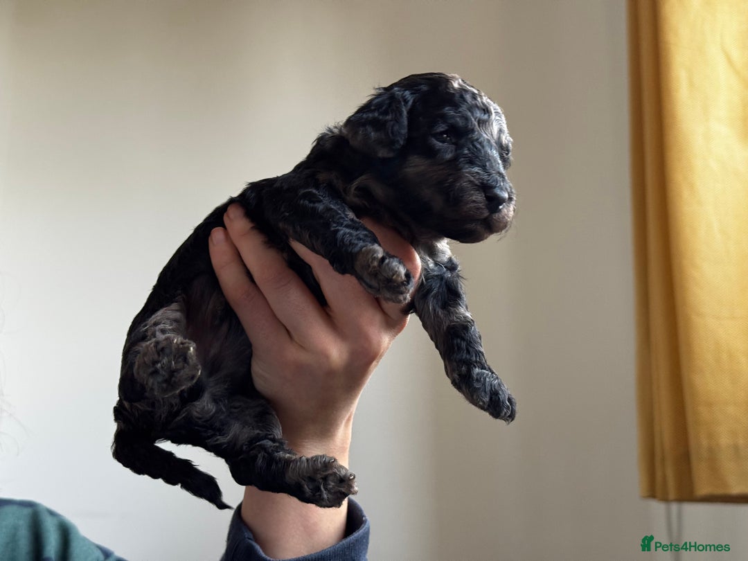 Miniature Poodle dogs for sale: Striking merle and black Miniature Poodle Puppies - Advert 7
