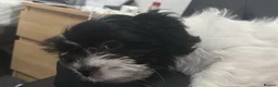 Mixed Breed dogs for sale: Female Shih-Tzu - Advert 3