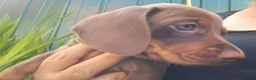 Dachshund dogs for sale: Beautiful Dachshund Puppies in Edinburgh - Advert 7