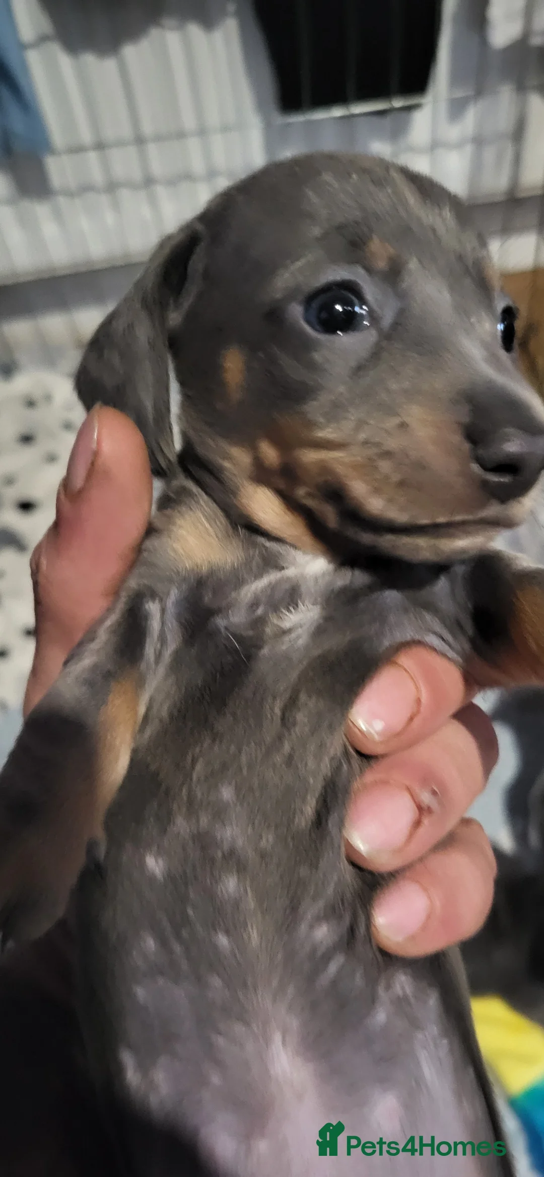 Miniature Dachshund dogs for sale: 3 female miniture dashunds for sale - Advert 2