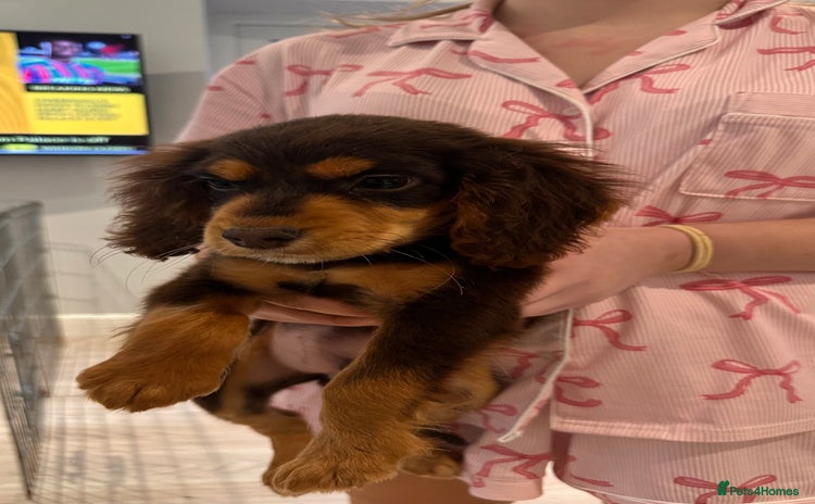 Cocker Spaniel dogs - Advert 8