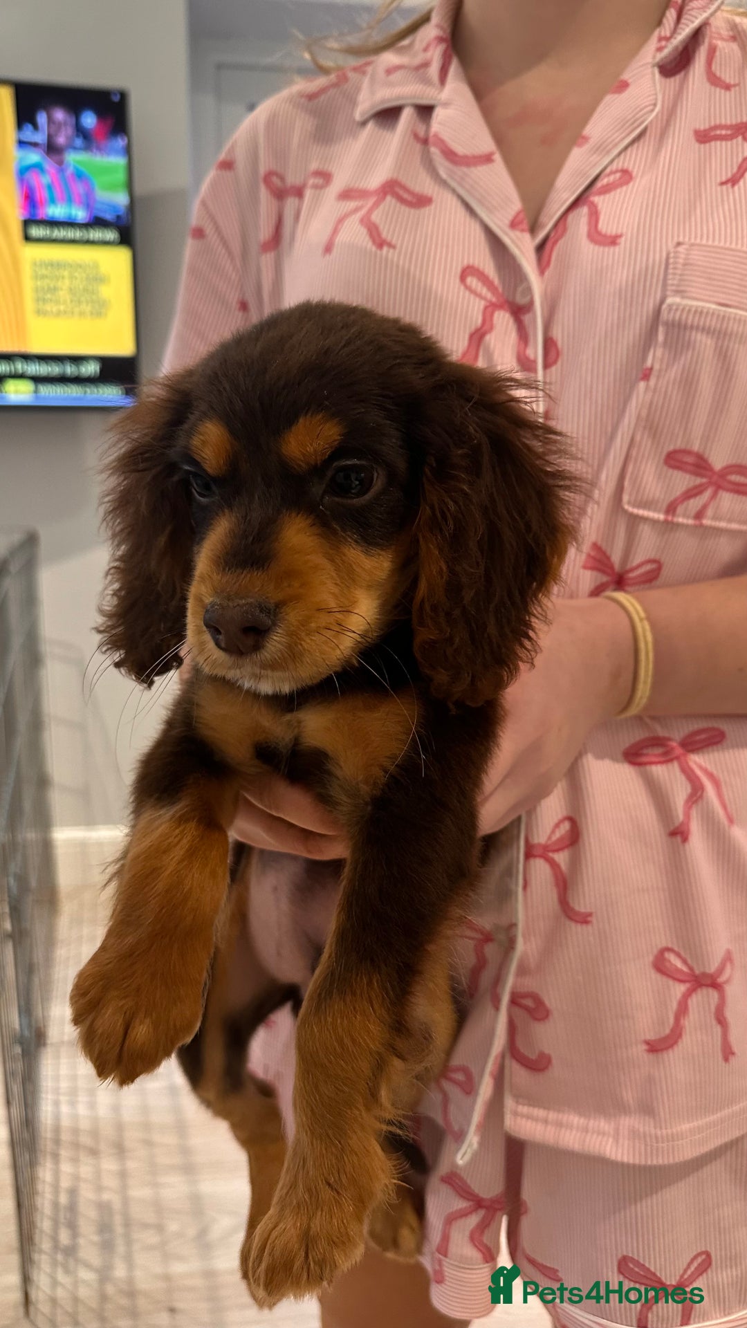 Cocker Spaniel dogs for sale: Cocker spaniel - Image 3