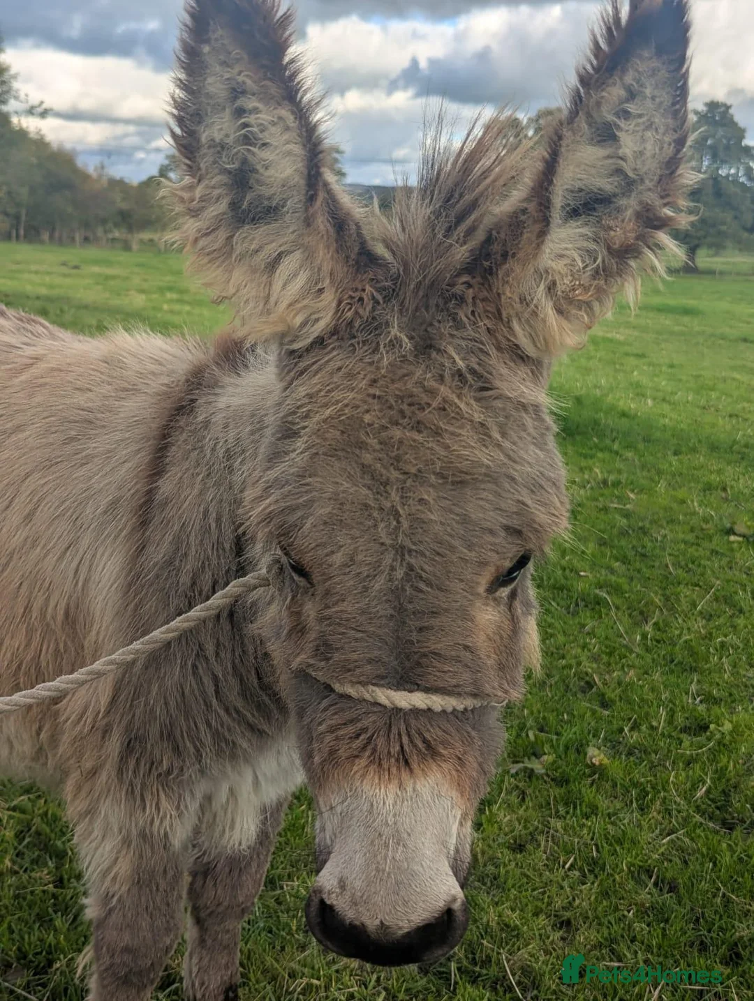 Donkey livestock for sale: Male Donkey Foal for Sale - Advert 11