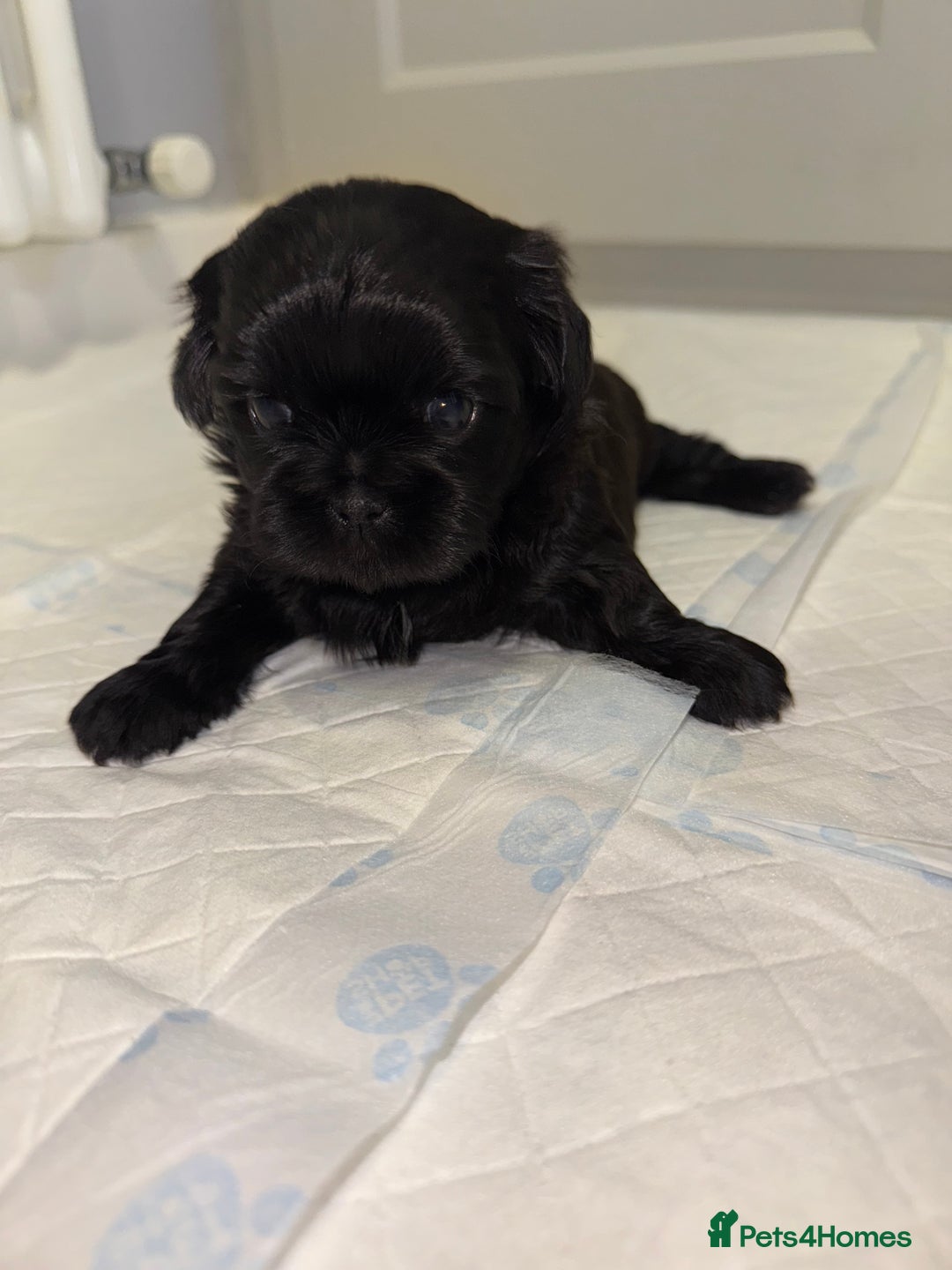 Shih Tzu dogs for sale: ✨ Exceptional Shih Tzu Puppies – Available✨ - Advert 11