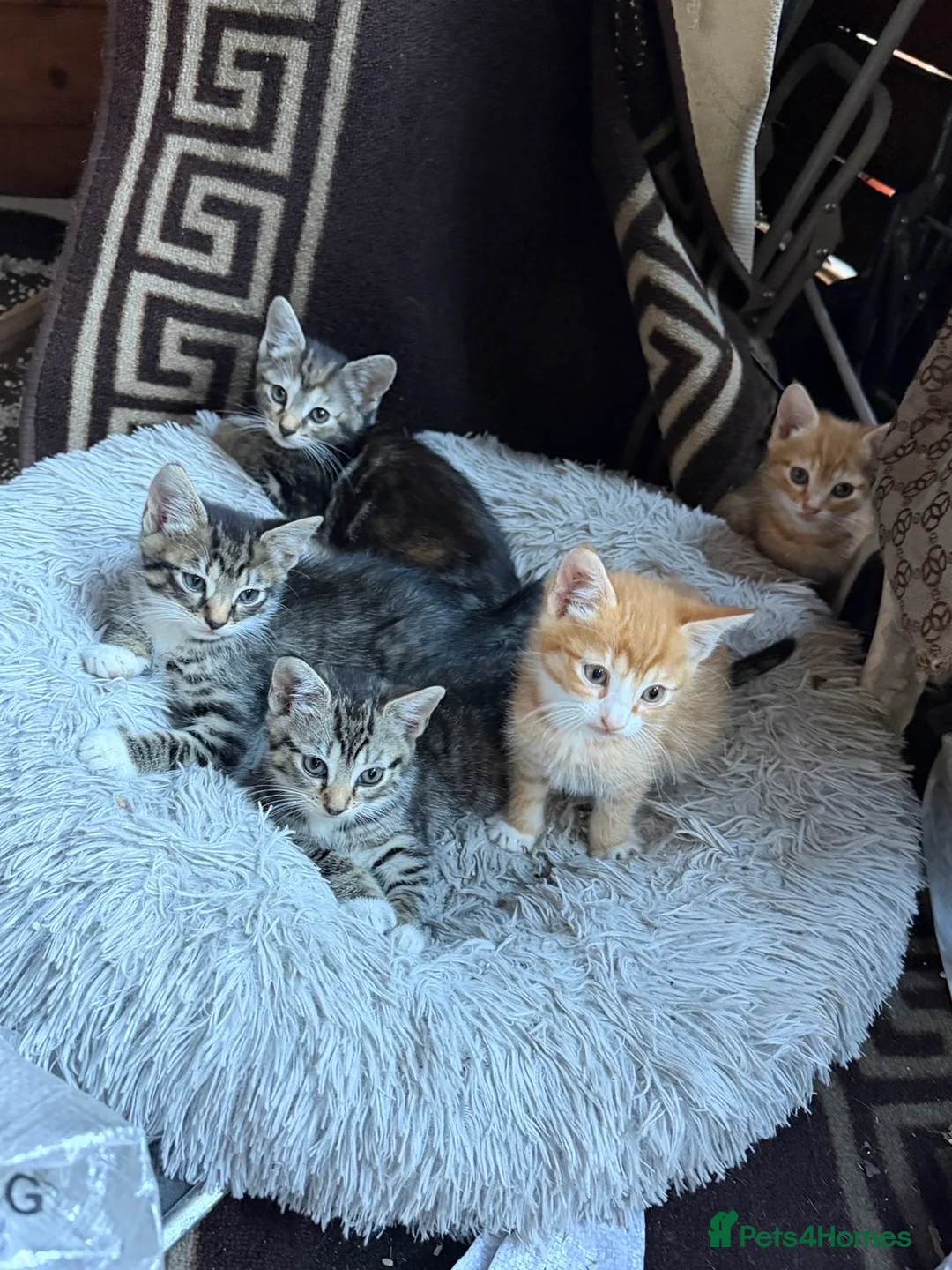 Mixed Breed cats for sale: pet kittens for sale  in London - Advert 1