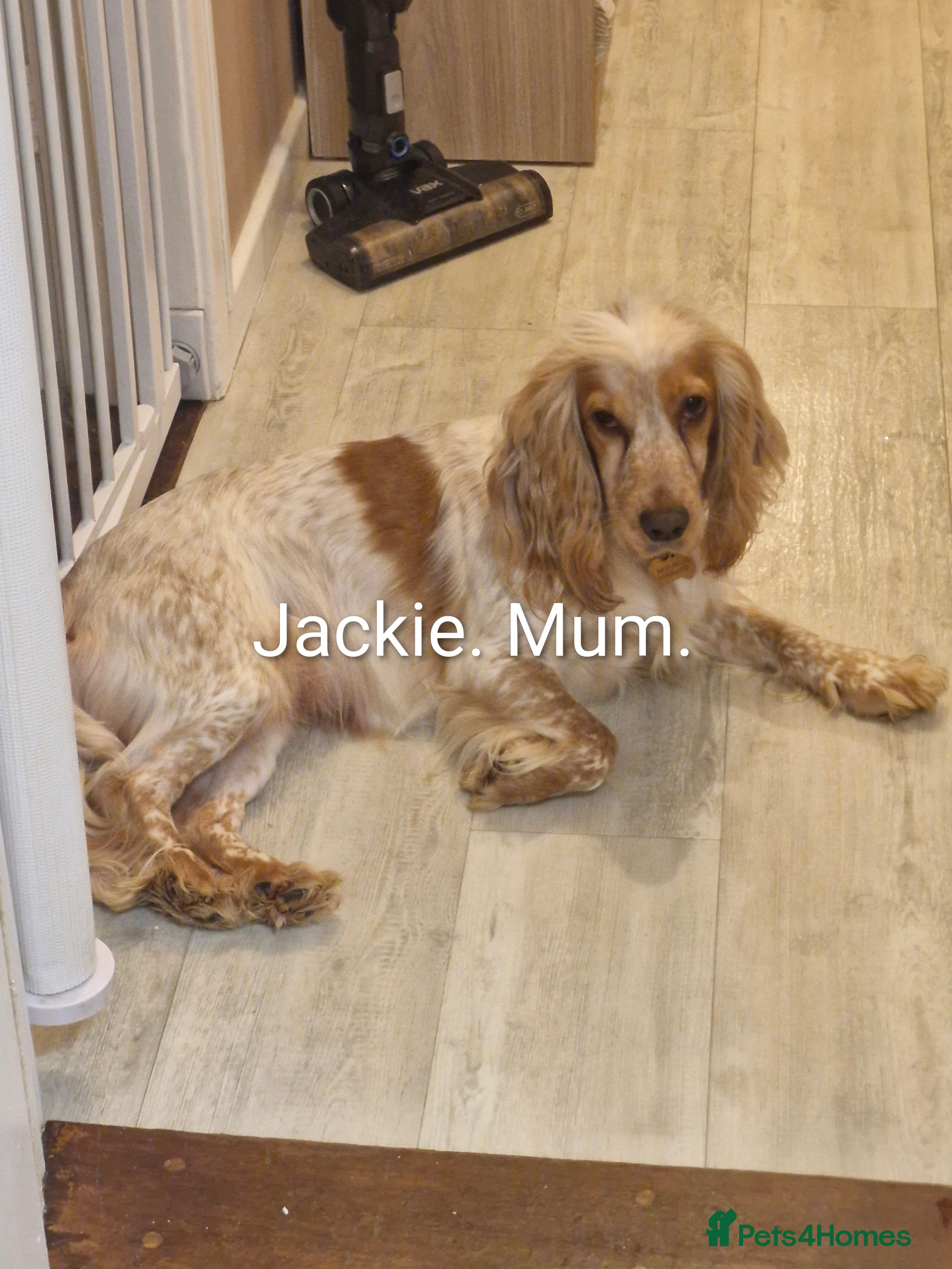 Cocker Spaniel dogs KC REGISTERED COCKER SPANIELS - Advert 13