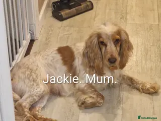 Cocker Spaniel dogs KC REGISTERED COCKER SPANIELS - Advert 13