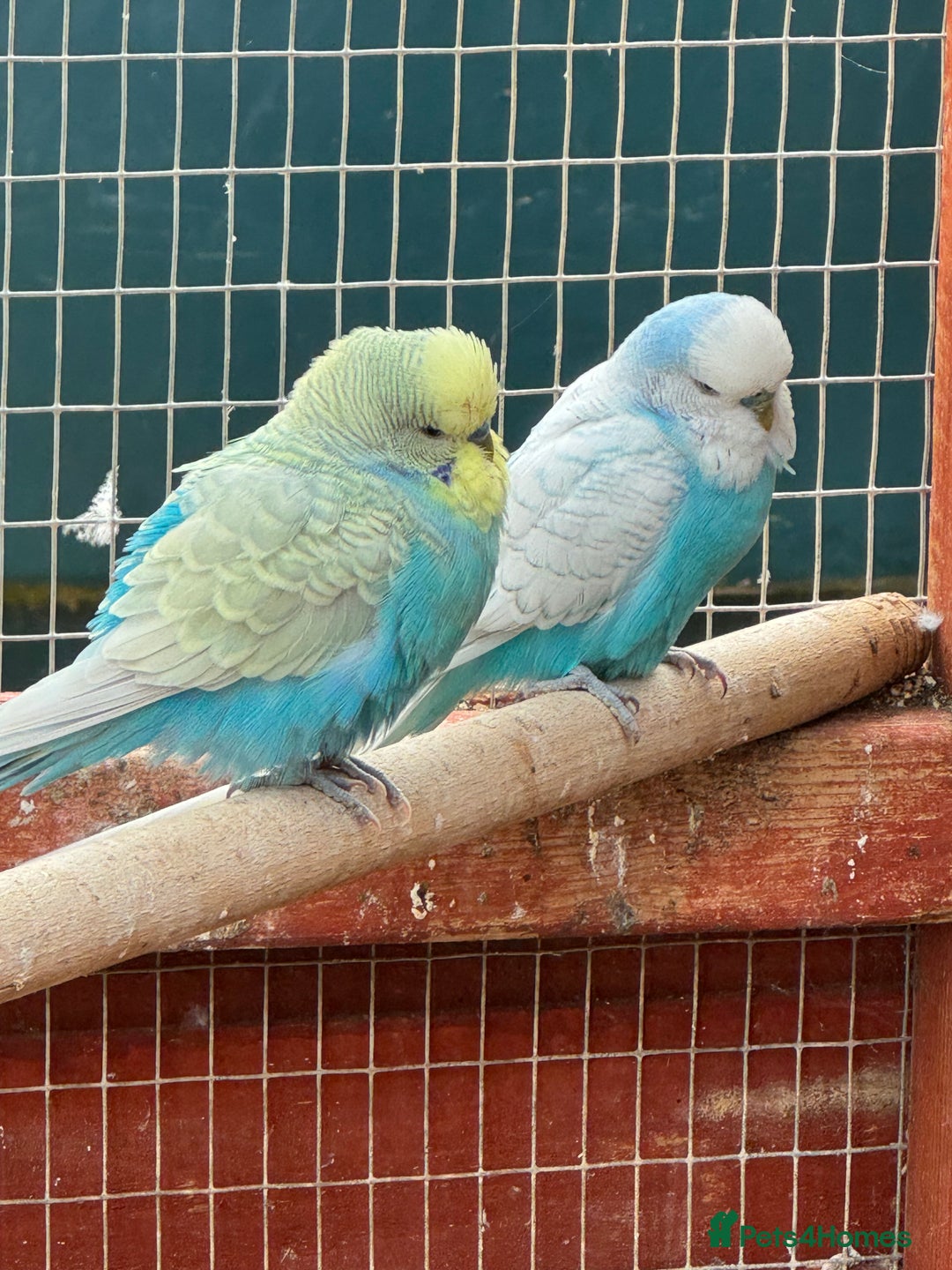 Budgerigars birds for sale: Budgies , mixed colours early 2025 birds - Advert 3